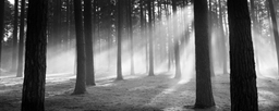 Black & White Misty Forest